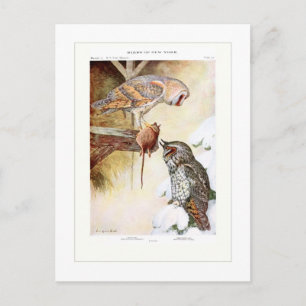 Barn and Long-eared Owls Postcard