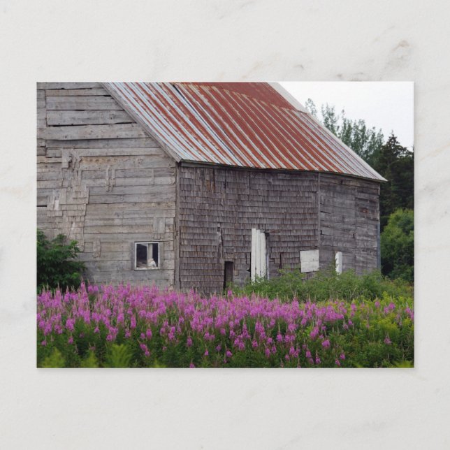 Barn and Wildflowers Postcard (Front)