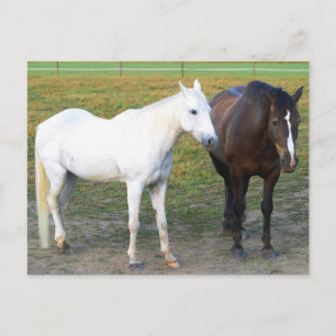 Barn Buddies Postcard