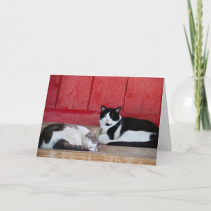 Barn Cat Birthday Card