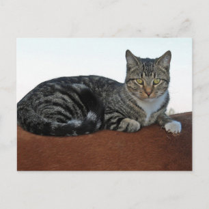 Barn Cat on Dunnit Postcard