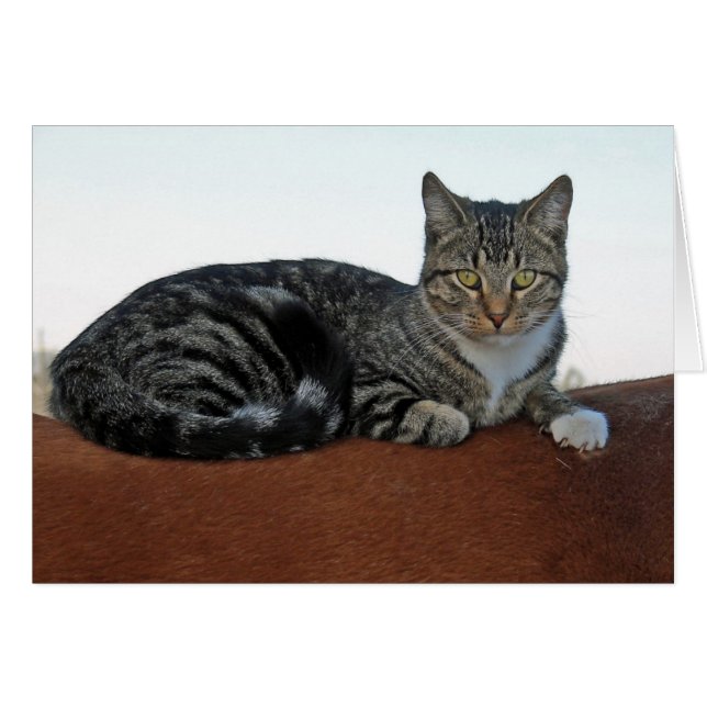 Barn Cat on Horse (Front Horizontal)
