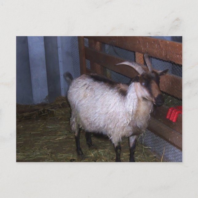 Barn Goat 4 Postcard (Front)