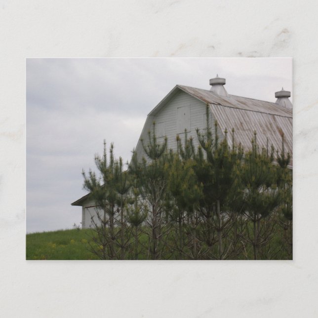 Barn Hiding Behind Pine Trees Postcard (Front)
