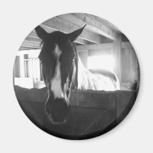 Barn Horse Magnet