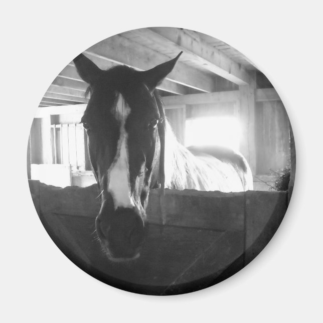 Barn Horse Magnet (Front)