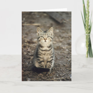 "Barn Kitten" Animal Photo Greeting Card