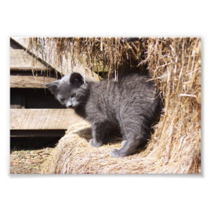 Barn Kitten Photo