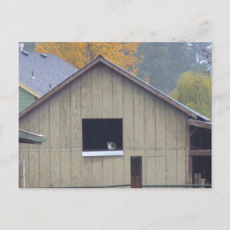 Barn Kitty Postcard