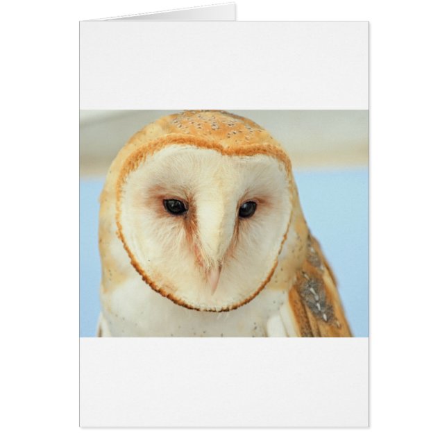 Barn Owl (Front)