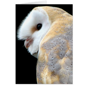 Barn Owl
