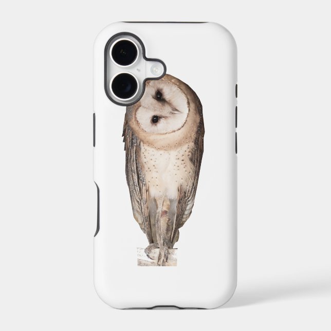 Barn owl (Back)