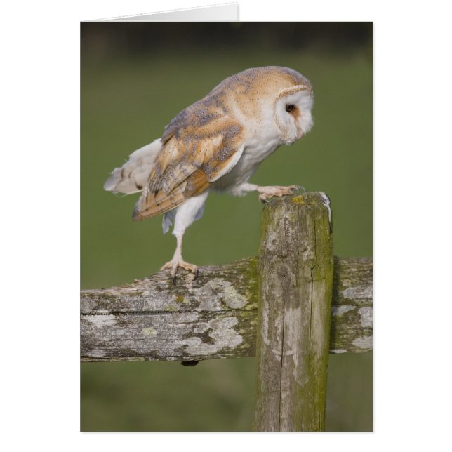 Barn Owl (Front)