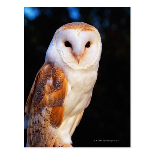 Image of Barn Owl 2 Postcard
