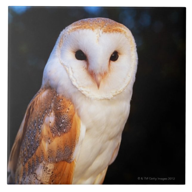 Barn Owl 2 Tile (Front)