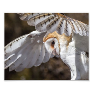 Barn Owl And Wings Photo Print