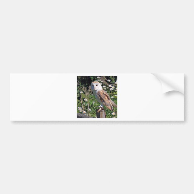 Barn Owl Bumper Sticker (Front)
