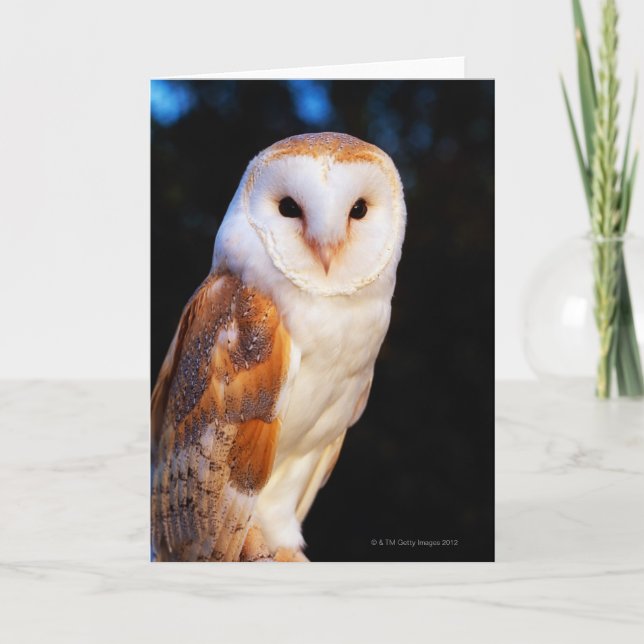 Barn Owl Card (Front)