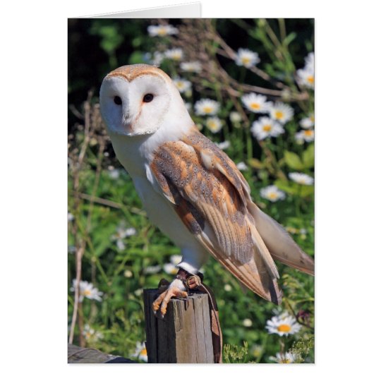 Barn Owl Card