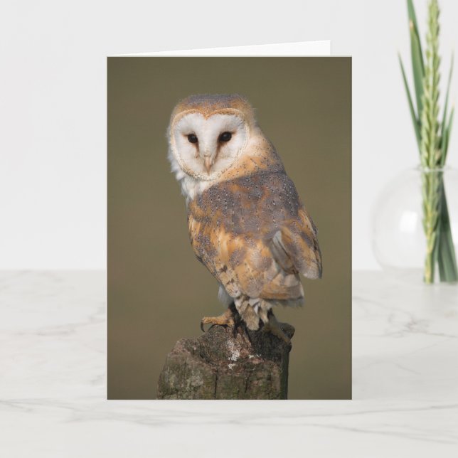 Barn Owl Card by cARTerART (Front)