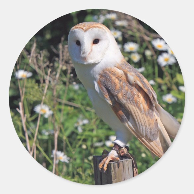 Barn Owl Classic Round Sticker (Front)