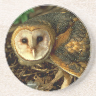 Barn Owl Coaster