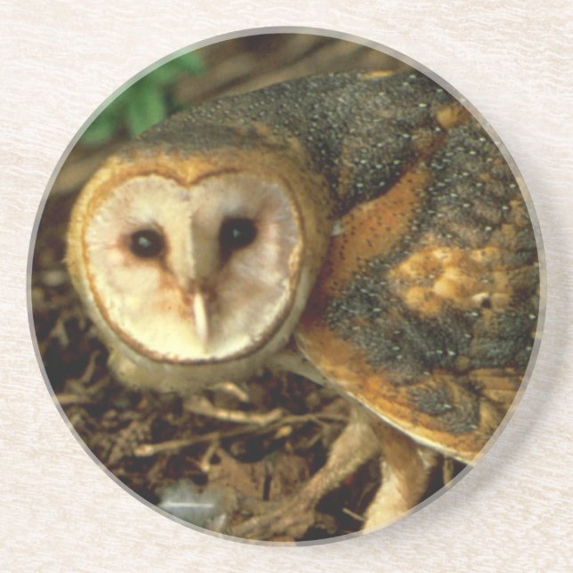 Barn Owl Coaster (Front)