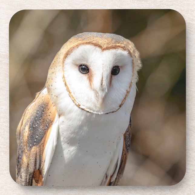 Barn Owl Coaster (Front)