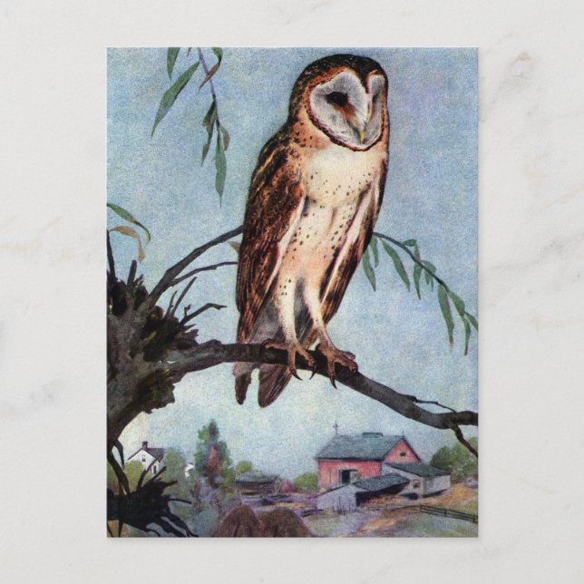 Barn Owl, Farmhouse and Barn Postcard (Front)