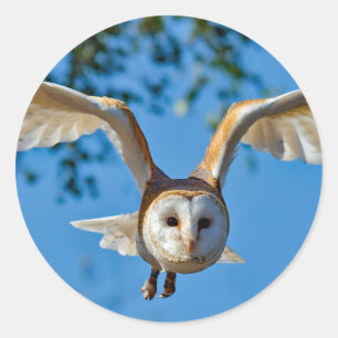Barn Owl Flight Photo Classic Round Sticker