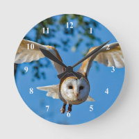 Barn Owl Flight Photo