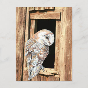 Barn owl in Barn Window Animal Nature Art  Postcard