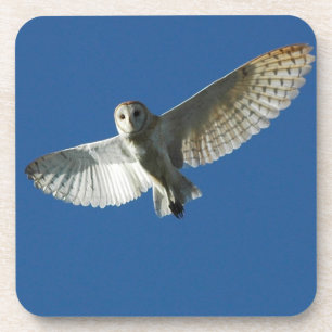 Barn Owl in Daytime Flight Coaster