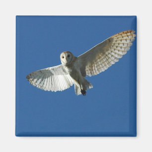 Barn Owl in Daytime Flight Magnet