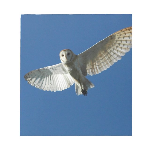 Barn Owl in Daytime Flight Notepad (Front)