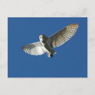 Barn Owl in Daytime Flight Postcard