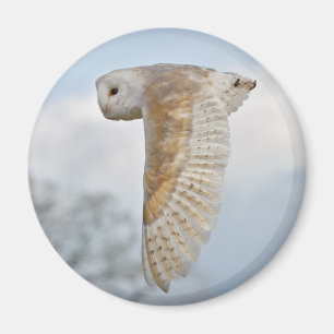 Barn Owl in Flight Magnet