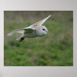 Barn owl in flight poster