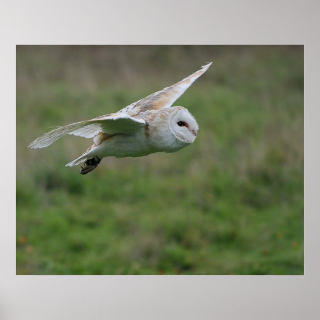 Barn owl in flight poster (Front)