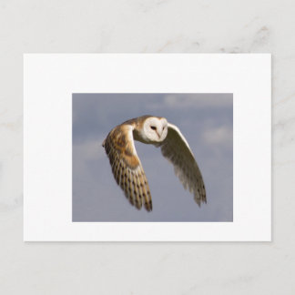 barn-owl-in-flight-small postcard