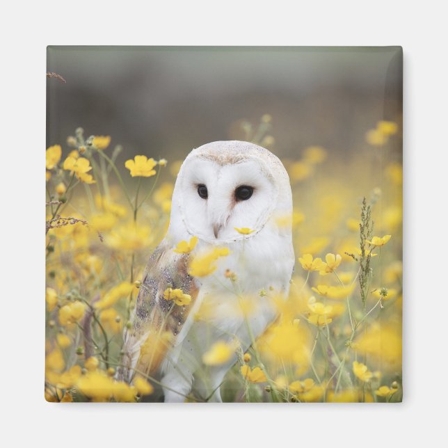 Barn Owl In Meadow Magnet (Front)