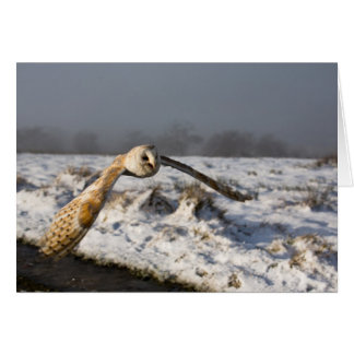 Barn Owl in Snow