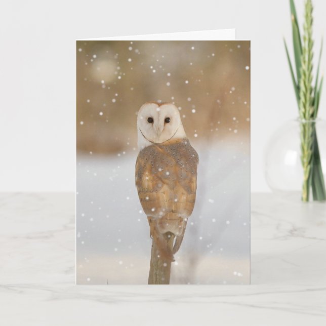 Barn owl in the snow card (Front)