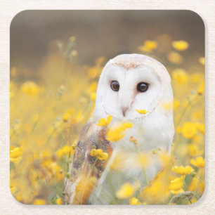 Barn Owl in Yellow Flower Field Square Paper Coaster