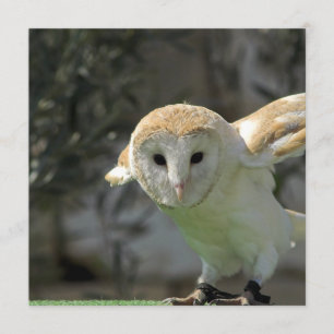 Barn Owl Invitation