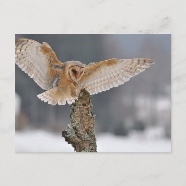 Barn owl landing to spike postcard (Front)