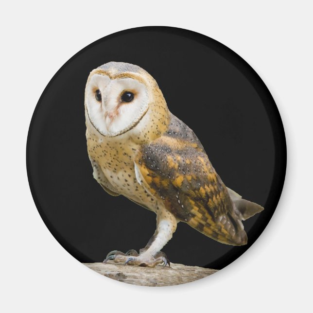Barn Owl Magnet (Front)