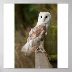 Barn Owl on a fence Poster