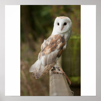 Barn Owl on a fence Poster