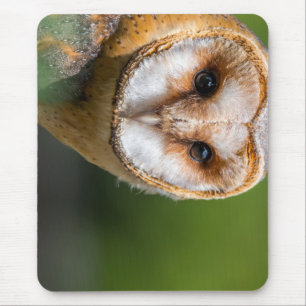 barn owl, owl, bird mouse mat